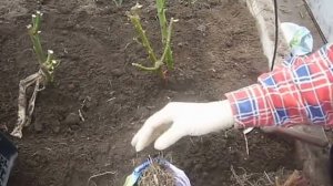 Деление флоксов, весна.