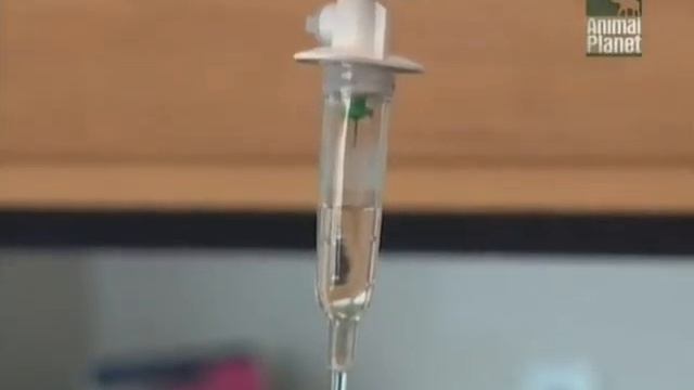 Все о собаках. Лхасская апсо смотреть онлайн