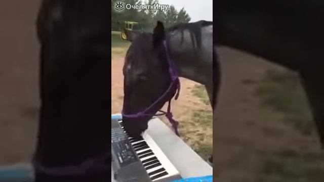 Лошадь играет на Пианина смотреть онлайн