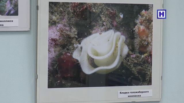 Фотовыставка "Обитатели морских глубин" и "Заповедники Мурманской области" смотреть онлайн