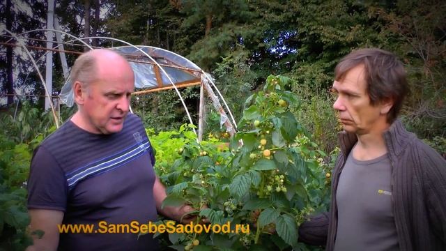 Желтоплодная ремонтантная малина Поранна Роса смотреть онлайн