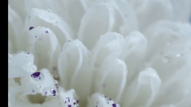 Oxijet Effective and Gentle Demo Life смотреть онлайн
