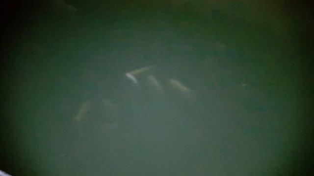 Озимая форель