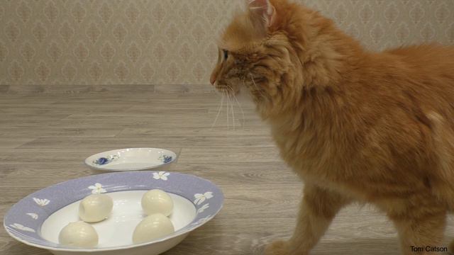 Рыжему коту так страшно на новом месте,он даже не может есть
