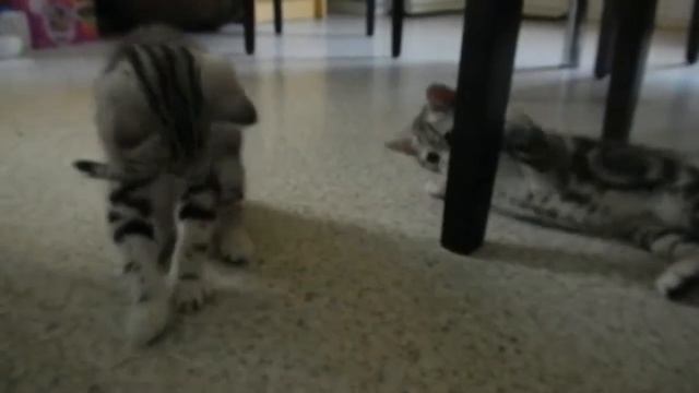 Мася и Вася. Страшен ли ремень от камеры?