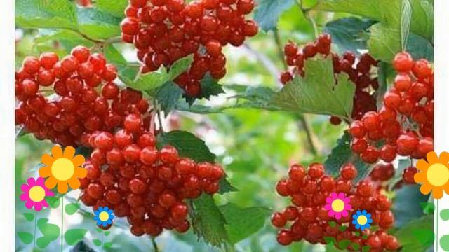 Калина плодовая Таежные рубины. Краткий обзор, описание характеристик, где купить саженцы смотреть онлайн