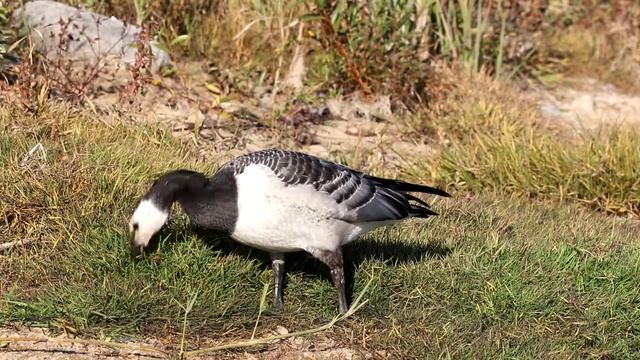 Белощекая казарка (Branta leucopsis) отдыхает, пасется, пьет. Птицы Беларуси. смотреть онлайн