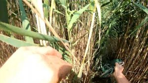 НА ЧТО ЛОВИТЬ РАКА? Ловля раков.Чеснок или Ракушка? Что лучше?