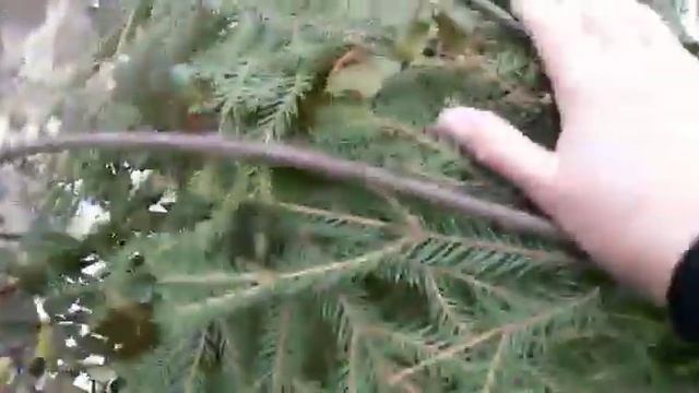 Татарстан. Укрываем штамбовую розу на зиму. 04.11.2019 г. смотреть онлайн