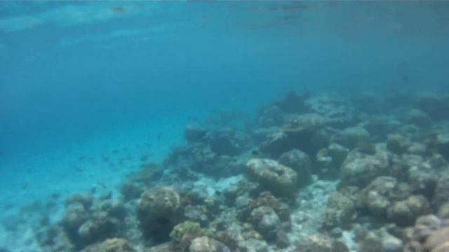 акула смотреть онлайн