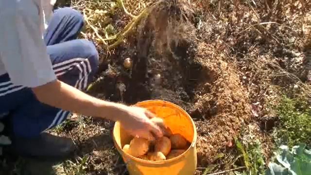 Уборка картофеля 1 смотреть онлайн