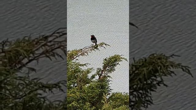 Черногрудая Красношейка. смотреть онлайн