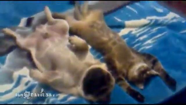 Cat and Pug relaxing Кот и мопс отдыхают смотреть онлайн