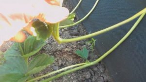 Клубника Сан- Андреас и её потенциал.