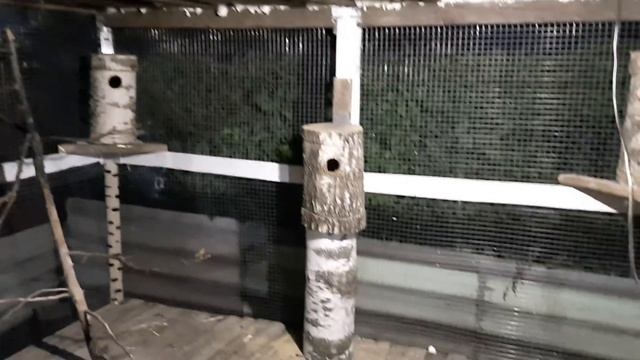 ДОМ ДЛЯ БЕЛОК СВОИМИ РУКАМИ. ДОМАШНЕЕ СОДЕРЖАНИЕ ЛЕСНЫХ БЕЛОК. смотреть онлайн