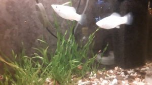 Снежинку на нерест#аквариум #рыбки #нерестживородки#моллинезия#мальки