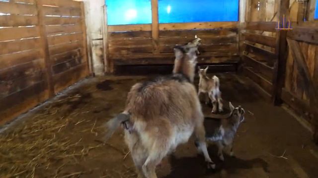 "ZooАзбука". Козы смотреть онлайн