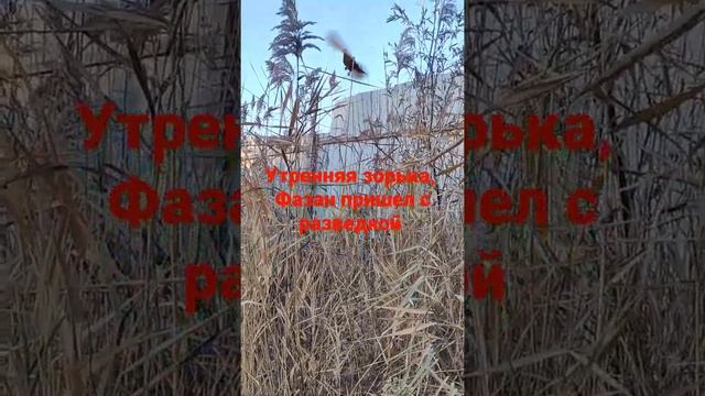 утренняя зорька, фазан пришёл с разведкой смотреть онлайн