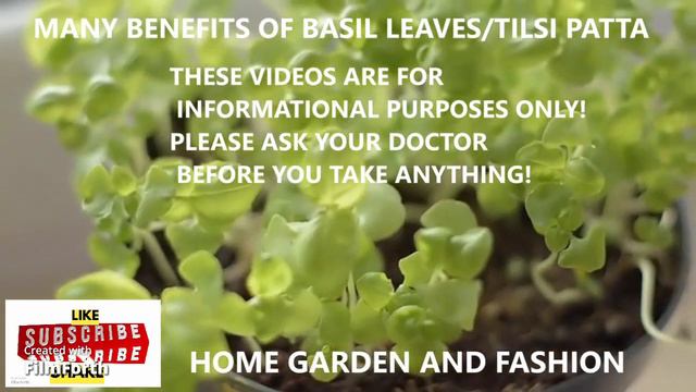 BASIL LEAVES THE MOST MIRACULOUS HERB||BENEFITS OF TULSI PATTA||HOME GARDEN AND FASHION смотреть онлайн