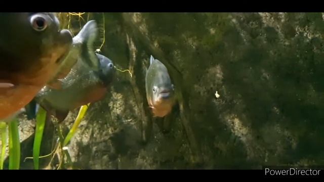 ВЛАДИВОСТОК ОКЕАНАРИУМ ОСТРОВ РУССКИЙ смотреть онлайн