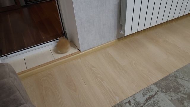 Малыш кролик ничего не боится когда Папа кот рядом смотреть онлайн