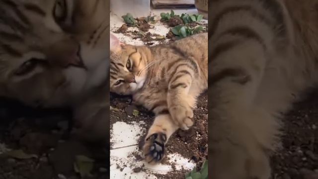 Балдеет смотреть онлайн