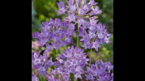 ТРИТЕЛЕЙЯ  (TRITELEIA)  сем. Луковые