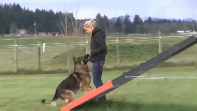 топ самых опасных пород собак в мире смотреть онлайн