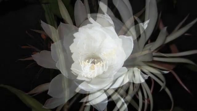 «Ночной цветущий эхиноцереус» РЕЛАКС АРТ-ТЕРАПИЯ improvisation piano Victor Mikhailovich Anokhin смотреть онлайн