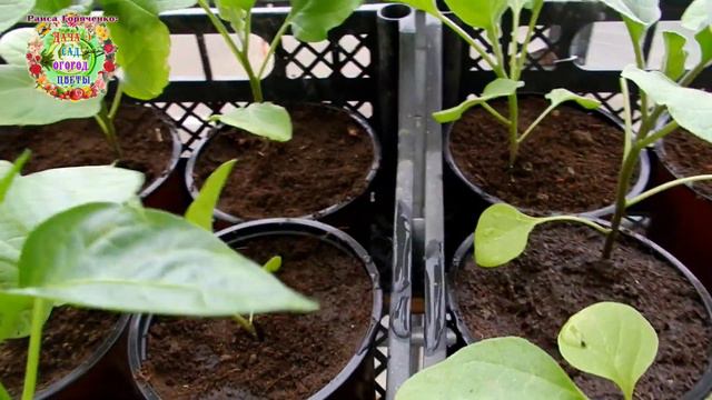 Внимание: не травите рассаду баклажанов древесной золой! В выращивании рассады баклажанов нет мелоч смотреть онлайн