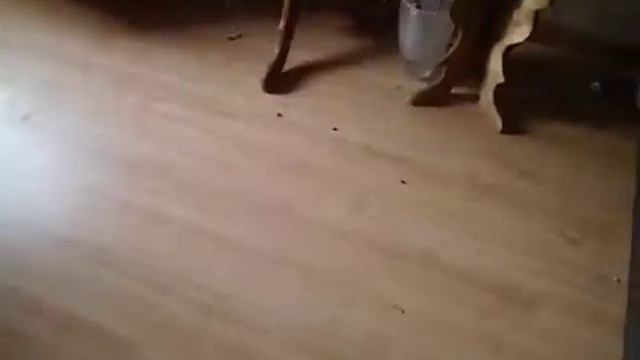 ГРЯЗЬ В КОМНАТЕ ЭШ ТЕ КТО НЕ МОЖЕТ ДАЖЕ ПЫЛЬ УБРАТЬ ОБВИНЯЕТ В РАЗУРУШЕНИИ КВАРТИРЫ P1070432