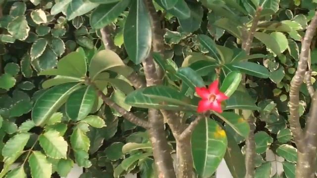 ROSA DO DESERTO - ADENIUM SOMALENSE NO MEU JARDIM ? смотреть онлайн
