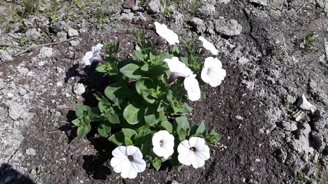 ДАЧНЫЕ ХЛОПОТЫ/ОБЗОР ВАЗОНОВ/ЖАРА? смотреть онлайн