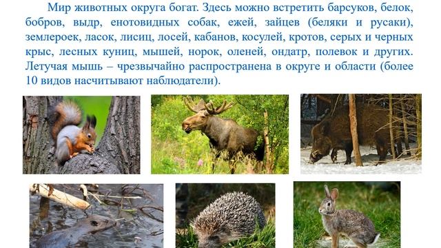 Береги природу родного края Беляев Станислав 4В класс МБОУ СОШ 10 с УИОП 10 лет г о Красногорск смотреть онлайн