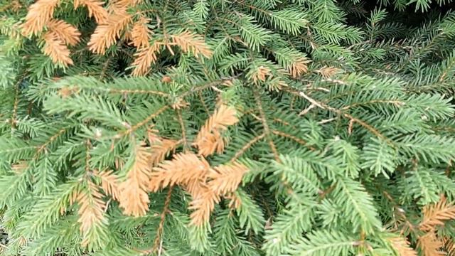 Средство от клещей  комаров оказалось гербицидом!Секрет питомника княженики.