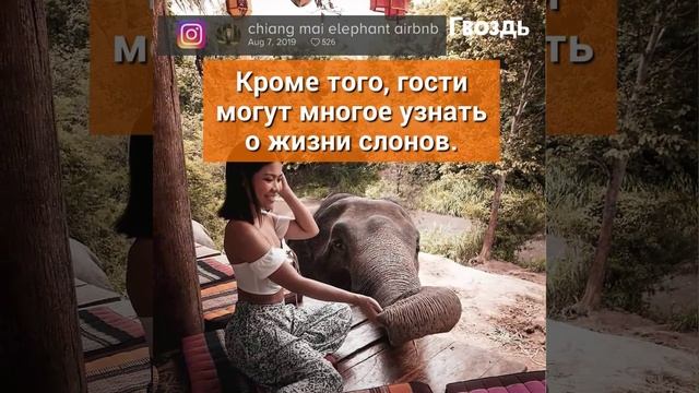 Девушка выкупила 10 диких слонов. Ты не поверишь, что она задумала! смотреть онлайн