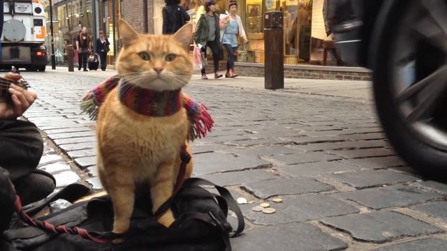 "A Street Cat Named Bob" The Big Issue cat - iPhone 4s 1080p смотреть онлайн
