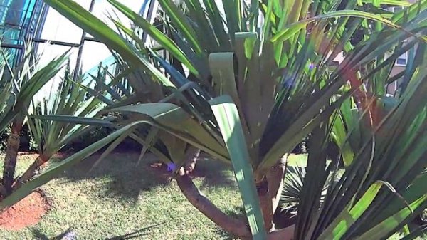 Yucca elephantipes - Yucca pied d'éléphant