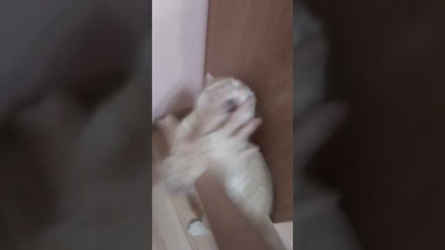 Кусается играет и царапается смотреть онлайн