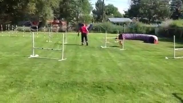 Irish Terrier, Bridee, Agility Fun смотреть онлайн