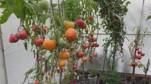 Обзор томатов Гигант Бельгии.