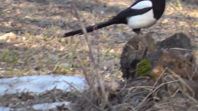 Весна 2020 год. Весенние пейзажи апрель.Новосибирск. смотреть онлайн