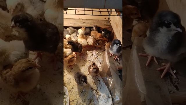 Цыплятки Доминанты D107 и GS459 смотреть онлайн