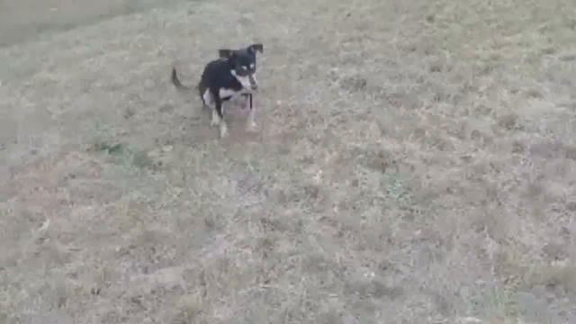 Собачки смотреть онлайн