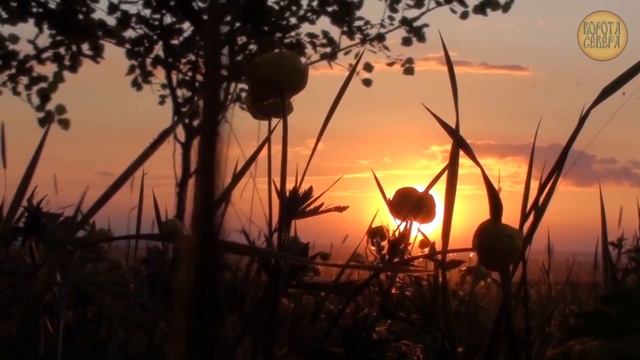 Гнездо дрозда, от яиц до полёта смотреть онлайн