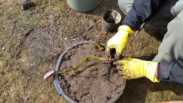 Посадка нимфеи, кувшинки. Как правильно посадить нимфею! смотреть онлайн