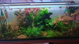 Фебтал в аквариуме ?