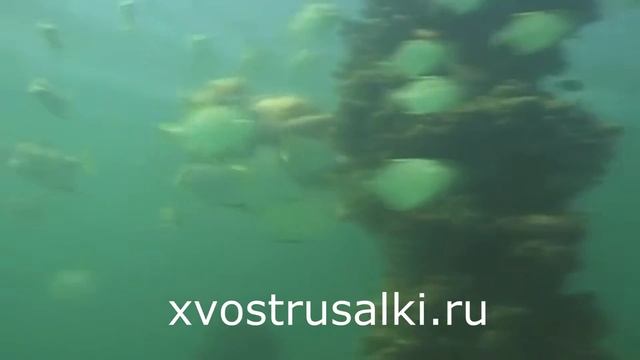 Моноласта силикон Обновление!!! Полный обзор смотреть онлайн