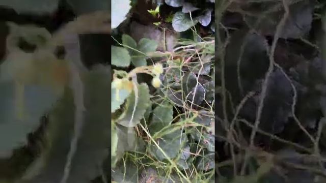 Сад хост в Бийске 2021( hosta garden 2021) Hosta garden tour.Хосты,хвойники,коллекция хост смотреть онлайн