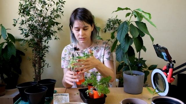 Растения из семян в "ЭКОкубе". Часть 3: второй и третий месяц. смотреть онлайн